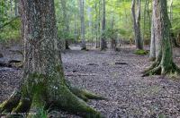非河流濕硬木森林(北部海岸平原型)— CEGL 004644 非河流濕硬木森林(北部海岸平原型)— CEGL 004644