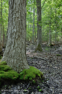 非河流濕硬木森林(北部海岸平原型)— CEGL 004644 非河流濕硬木森林(北部海岸平原型)— CEGL 004644