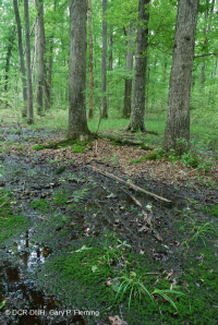 非河流濕硬木森林(北部海岸平原型)— CEGL 004644 非河流濕硬木森林(北部海岸平原型)— CEGL 004644