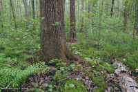 非河流濕硬木森林(北部海岸平原型)— CEGL 004644 非河流濕硬木森林(北部海岸平原型)— CEGL 004644