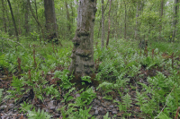 非河流濕硬木森林(北部海岸平原型)— CEGL 004644 非河流濕硬木森林(北部海岸平原型)— CEGL 004644