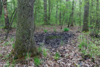 非河流濕硬木森林(北部海岸平原型)— CEGL 004644 非河流濕硬木森林(北部海岸平原型)— CEGL 004644