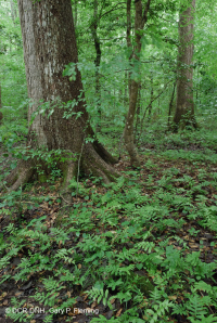 非河流濕硬木森林(南部海岸平原型)— CEGL 007449 非河流濕硬木森林(南部海岸平原型)— CEGL 007449