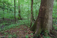 非河流濕硬木森林(南部海岸平原型)— CEGL 007449 非河流濕硬木森林(南部海岸平原型)— CEGL 007449