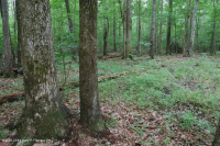 非河流濕硬木森林(南部海岸平原型)— CEGL 007449 非河流濕硬木森林(南部海岸平原型)— CEGL 007449