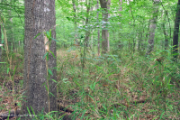 非河流濕硬木森林(南部海岸平原型)— CEGL 007449 非河流濕硬木森林(南部海岸平原型)— CEGL 007449