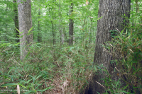 非河流濕硬木森林(南部海岸平原型)— CEGL 007449 非河流濕硬木森林(南部海岸平原型)— CEGL 007449