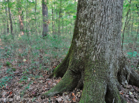 非河流濕硬木森林(南部海岸平原型)— CEGL 007449 非河流濕硬木森林(南部海岸平原型)— CEGL 007449