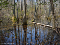 非河流沼澤森林(圖佩洛-白柏樹型)— CEGL 004429 非河流沼澤森林(圖佩洛-白柏樹型)— CEGL 004429