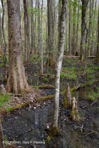 非河流沼澤森林(圖佩洛-白柏樹型)— CEGL 004429 非河流沼澤森林(圖佩洛-白柏樹型)— CEGL 004429