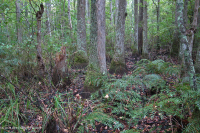 非河流沼澤森林(圖佩洛-白柏樹型)— CEGL 004429 非河流沼澤森林(圖佩洛-白柏樹型)— CEGL 004429