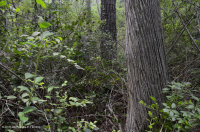 非河流沼澤森林(混合常綠型)— CEGL 007558 非河流沼澤森林(混合常綠型)— CEGL 007558