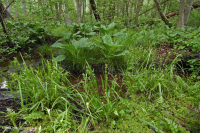 沿岸平原/外皮埃蒙特酸滲漏沼澤 — CEGL 006238 沿岸平原/外皮埃蒙特酸滲漏沼澤 — CEGL 006238