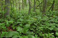 沿岸平原/外皮埃蒙特酸滲漏沼澤 — CEGL 006238 沿岸平原/外皮埃蒙特酸滲漏沼澤 — CEGL 006238