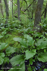 沿岸平原/外皮埃蒙特酸滲漏沼澤 — CEGL 006238 沿岸平原/外皮埃蒙特酸滲漏沼澤 — CEGL 006238