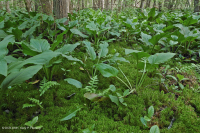 沿岸平原/外皮埃蒙特酸滲漏沼澤 — CEGL 006238 沿岸平原/外皮埃蒙特酸滲漏沼澤 — CEGL 006238