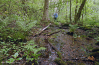 沿岸平原/外皮埃蒙特酸滲漏沼澤 — CEGL 006238 沿岸平原/外皮埃蒙特酸滲漏沼澤 — CEGL 006238