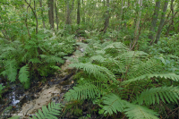 沿岸平原/外皮埃蒙特酸滲漏沼澤 — CEGL 006238 沿岸平原/外皮埃蒙特酸滲漏沼澤 — CEGL 006238