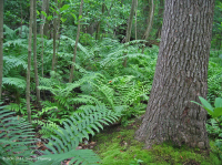 沿岸平原/外皮埃蒙特酸滲漏沼澤 — CEGL 006238 沿岸平原/外皮埃蒙特酸滲漏沼澤 — CEGL 006238