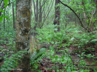 沿岸平原/外皮埃蒙特酸滲漏沼澤 — CEGL 006238 沿岸平原/外皮埃蒙特酸滲漏沼澤 — CEGL 006238