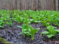 皮埃蒙特/北部海岸平原基本滲漏沼澤 — CEGL 006406 皮埃蒙特/北部海岸平原基本滲漏沼澤 — CEGL 006406