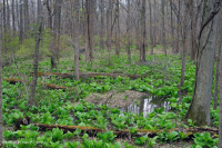 皮埃蒙特/北部海岸平原基本滲漏沼澤 — CEGL 006406 皮埃蒙特/北部海岸平原基本滲漏沼澤 — CEGL 006406