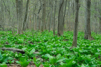 皮埃蒙特/北部海岸平原基本滲漏沼澤 — CEGL 006406 皮埃蒙特/北部海岸平原基本滲漏沼澤 — CEGL 006406