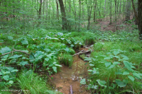 皮埃蒙特/北部海岸平原基本滲漏沼澤 — CEGL 006406 皮埃蒙特/北部海岸平原基本滲漏沼澤 — CEGL 006406