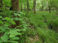 沿海平原瓦石滲漏沼澤 — CEGL 006413 沿海平原瓦石滲漏沼澤 — CEGL 006413