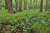 沿海平原瓦石滲漏沼澤 — CEGL 006413 沿海平原瓦石滲漏沼澤 — CEGL 006413