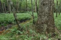 沿海平原瓦石滲漏沼澤 — CEGL 006413 沿海平原瓦石滲漏沼澤 — CEGL 006413