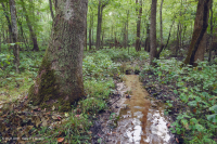 沿海平原瓦石滲漏沼澤 — CEGL 006413 沿海平原瓦石滲漏沼澤 — CEGL 006413