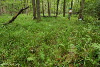 沿海平原瓦石滲漏沼澤 — CEGL 006413 沿海平原瓦石滲漏沼澤 — CEGL 006413