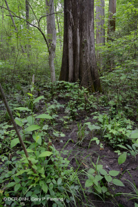 沿海平原瓦石滲漏沼澤 — CEGL 006413 沿海平原瓦石滲漏沼澤 — CEGL 006413