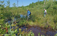 海岸平原/外皮埃蒙特滲漏沼澤 — CEGL 006499 海岸平原/外皮埃蒙特滲漏沼澤 — CEGL 006499