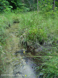 海岸平原/外皮埃蒙特滲漏沼澤 — CEGL 006499 海岸平原/外皮埃蒙特滲漏沼澤 — CEGL 006499