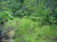 海岸平原/外皮埃蒙特滲漏沼澤 — CEGL 006499 海岸平原/外皮埃蒙特滲漏沼澤 — CEGL 006499