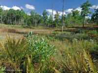 海岸平原/外皮埃蒙特滲漏沼澤 — CEGL 006499 海岸平原/外皮埃蒙特滲漏沼澤 — CEGL 006499