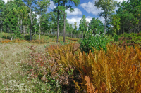 海岸平原/外皮埃蒙特滲漏沼澤 — CEGL 006499 海岸平原/外皮埃蒙特滲漏沼澤 — CEGL 006499