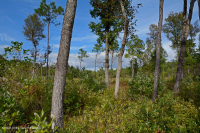 海岸平原/外皮埃蒙特滲漏沼澤 — CEGL 006499 海岸平原/外皮埃蒙特滲漏沼澤 — CEGL 006499