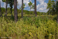 海岸平原/外皮埃蒙特滲漏沼澤 — CEGL 006499 海岸平原/外皮埃蒙特滲漏沼澤 — CEGL 006499