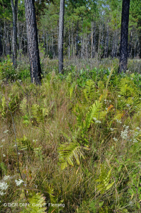 海岸平原/外皮埃蒙特滲漏沼澤 — CEGL 006499 海岸平原/外皮埃蒙特滲漏沼澤 — CEGL 006499