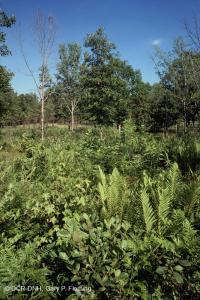 海岸平原/外皮埃蒙特滲漏沼澤 — CEGL 006499 海岸平原/外皮埃蒙特滲漏沼澤 — CEGL 006499