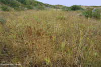 沙丘間水龍 (混合衝擊型) — CEGL 004111 沙丘間水龍 (混合衝擊型) — CEGL 004111