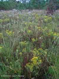 沙丘間水龍 (混合衝擊型) — CEGL 004111 沙丘間水龍 (混合衝擊型) — CEGL 004111