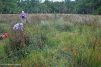 沙丘間水湖 (南部混合草地型) — CEGL 006840 沙丘間水湖 (南部混合草地型) — CEGL 006840