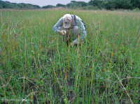 沙丘間水湖 (南部混合草地型) — CEGL 006840 沙丘間水湖 (南部混合草地型) — CEGL 006840