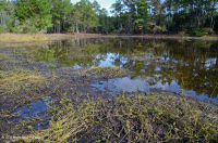 沙丘間鯨魚/池塘(未分類) 沙丘間鯨魚/池塘(未分類)