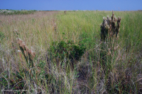 沙丘間窪地(北部混合草原型)– CEGL 004117 沙丘間窪地(北部混合草原型)– CEGL 004117