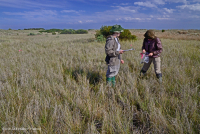 沙丘間海豚 (鹽草草鹹味) — CEGL 006342 沙丘間海豚 (鹽草草鹹味) — CEGL 006342